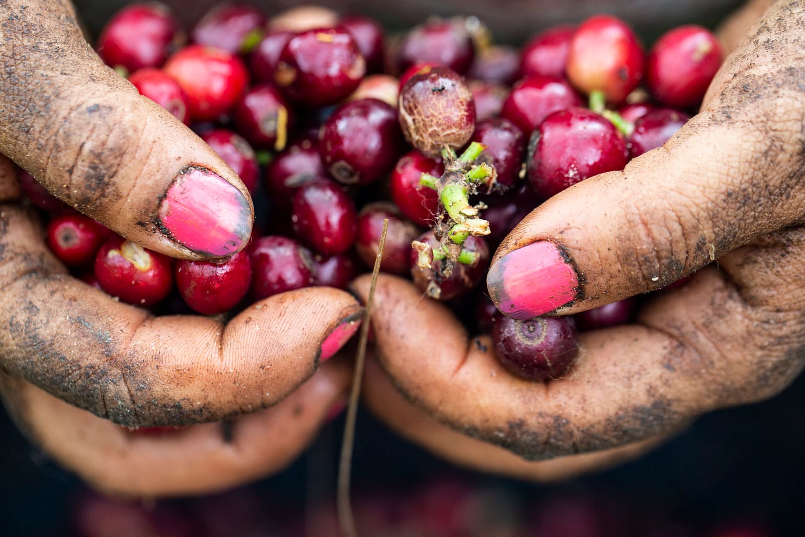 Sāba torréfaction - Cerises de café - Colombie - Chicamocha