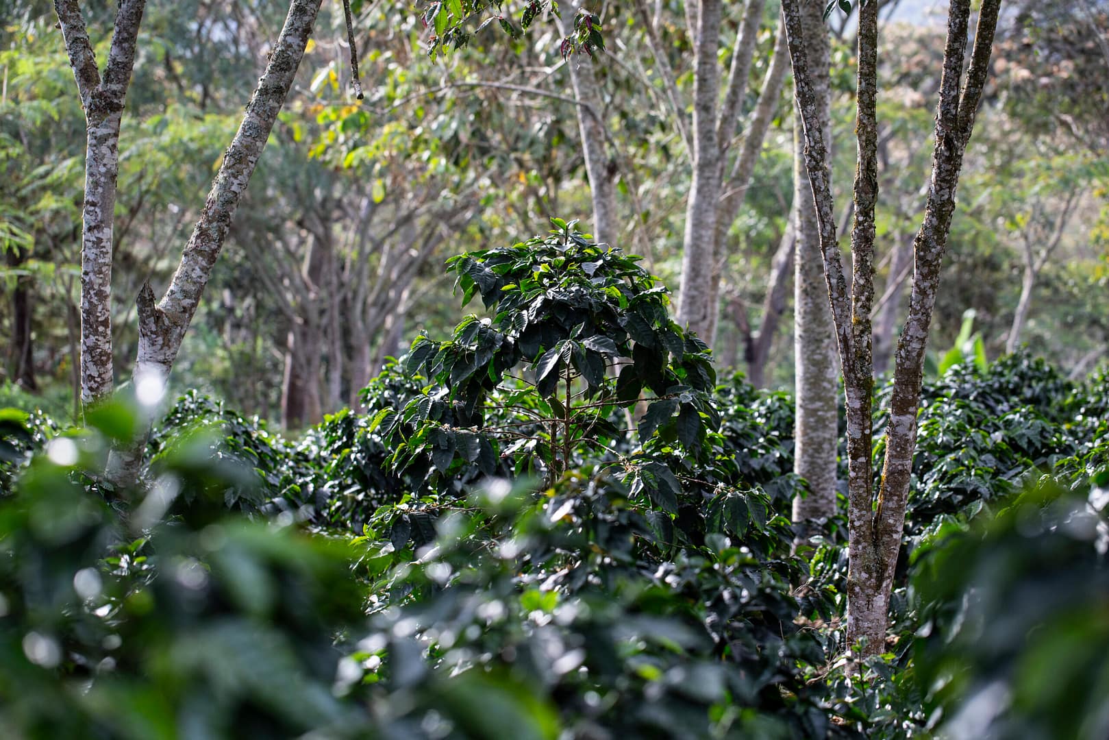 Sāba torréfaction - Caféiers - Colombie - Chicamocha