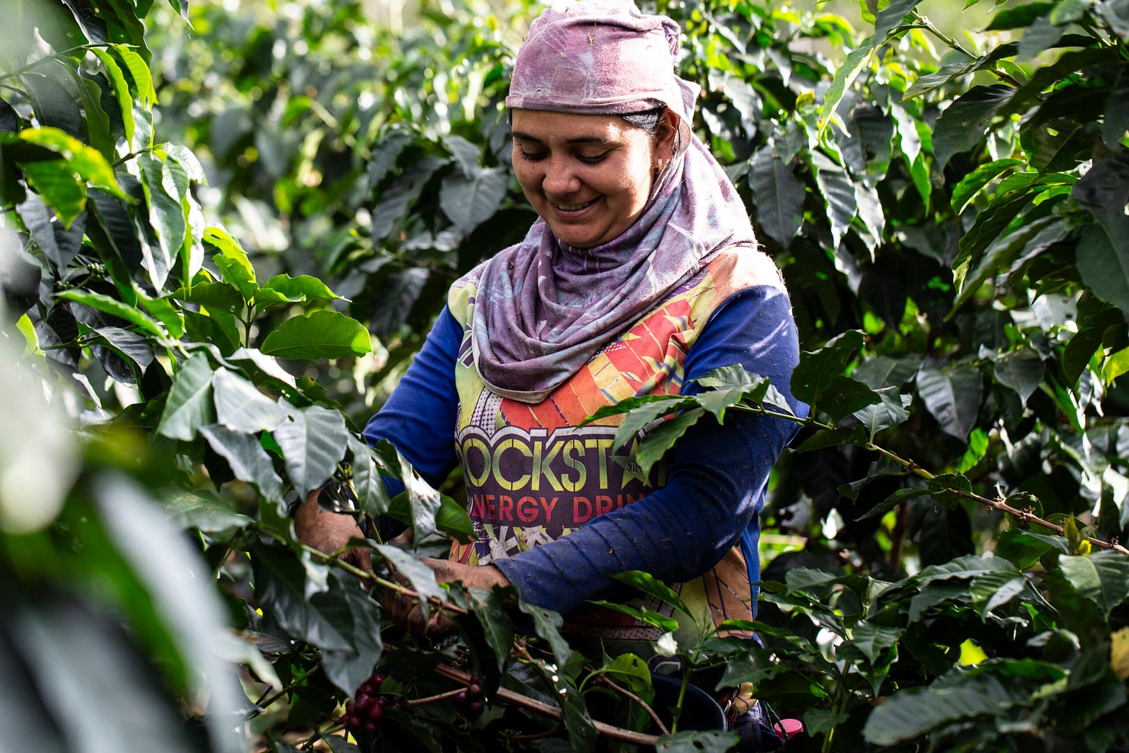 Sāba torréfaction - Récolte à la main - Colombie - Chicamocha