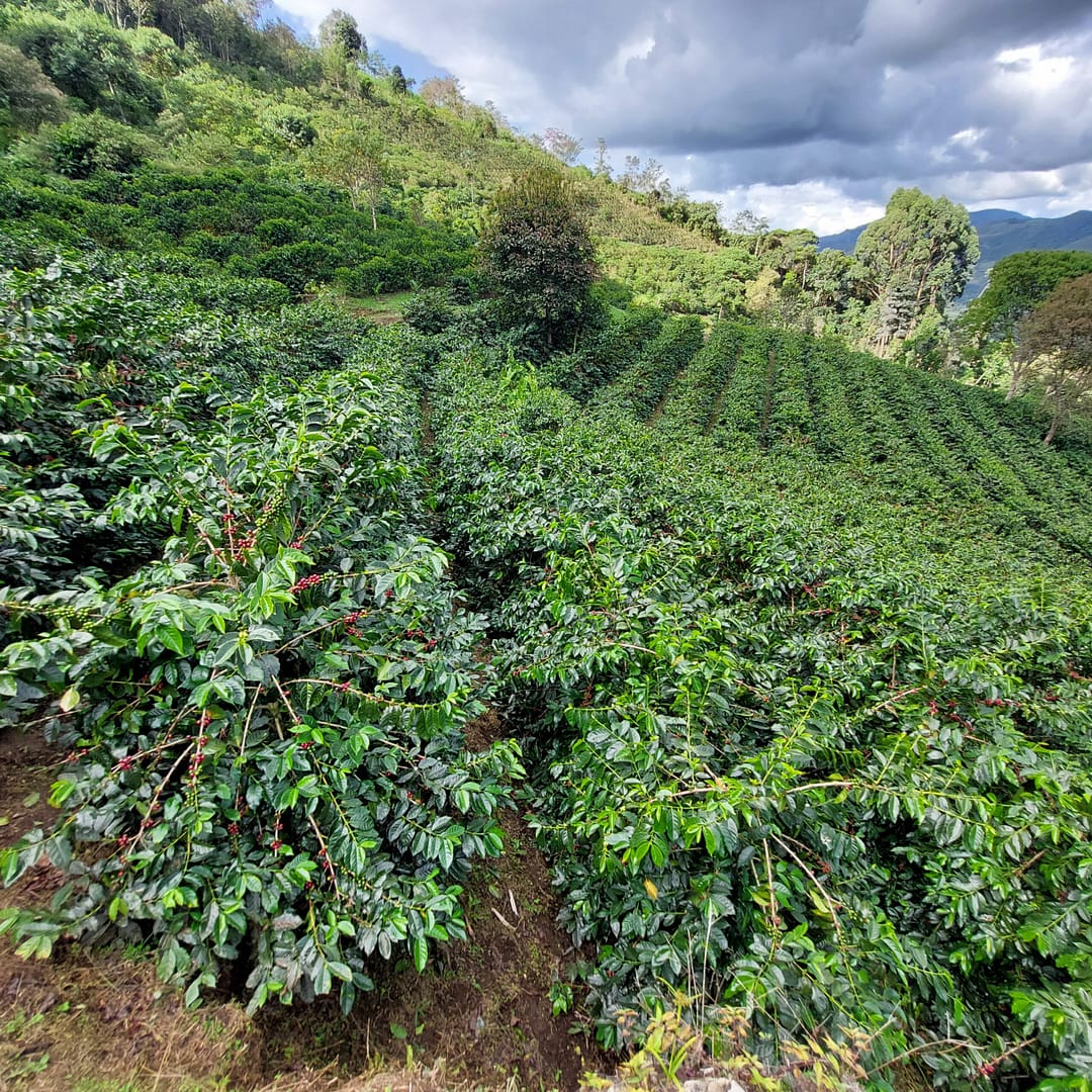 Sāba torréfaction -Plantation Luya