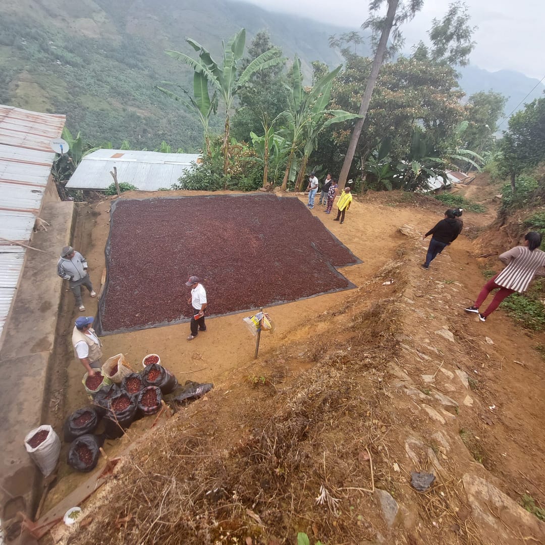 Sāba torréfaction -Séchage nature - Luya