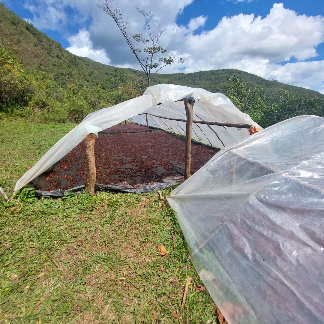 Sāba torréfaction -Séchage nature - Luya