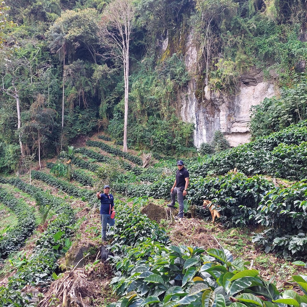 Sāba torréfaction -Plantation Luya