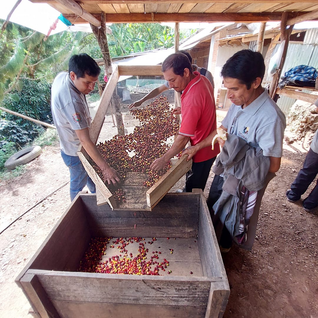 Sāba torréfaction -Calibration - Luya