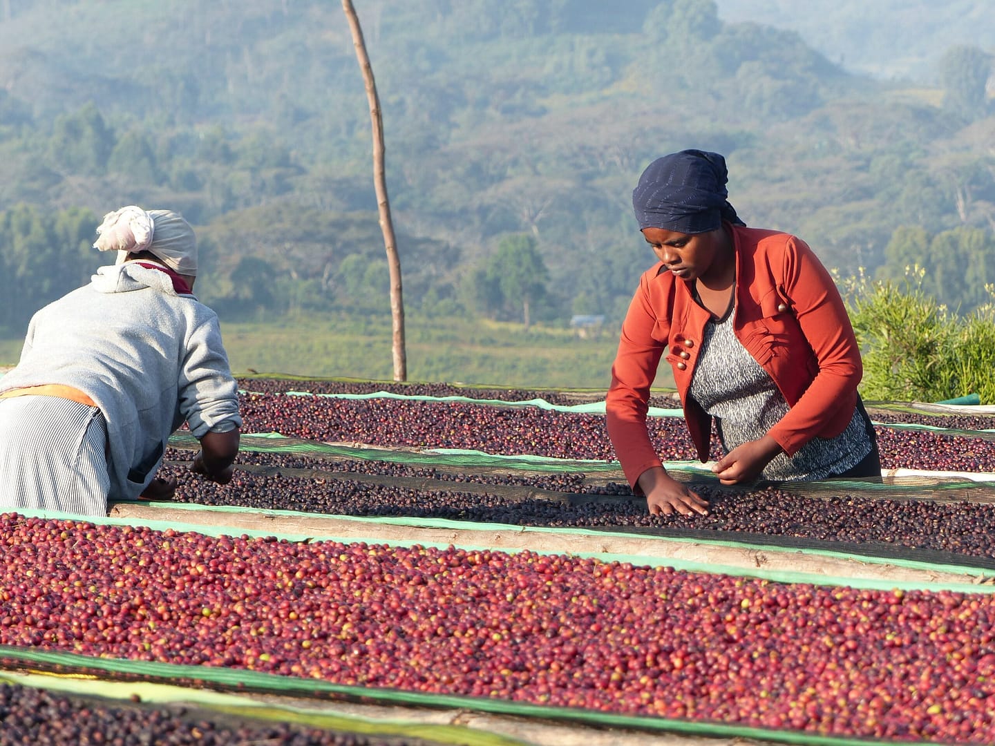 Sāba torréfaction - Séchage des cerises de café - Éthiopie - Mana
