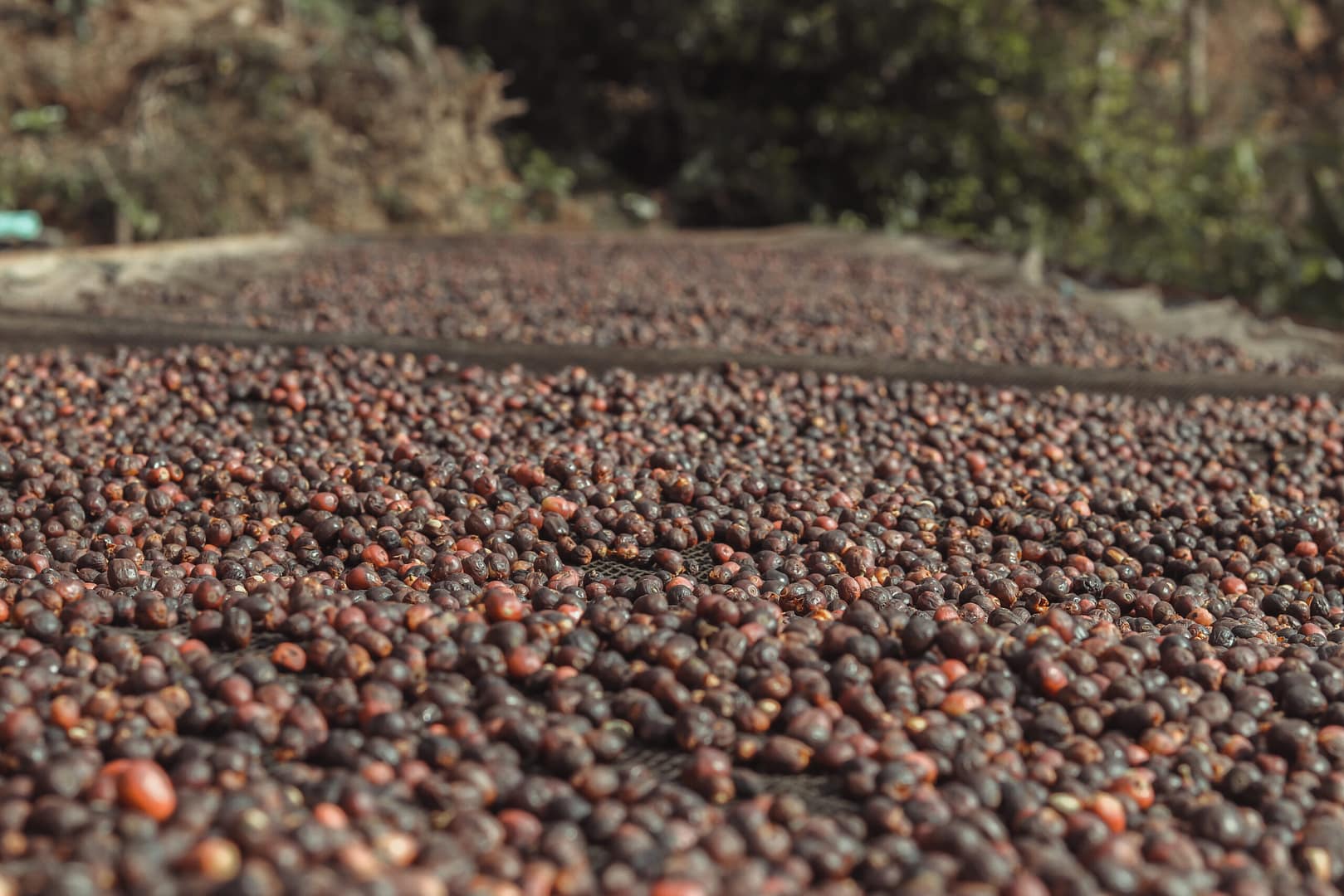 Sāba torréfaction - séchage nature AYNIY - Bolivie