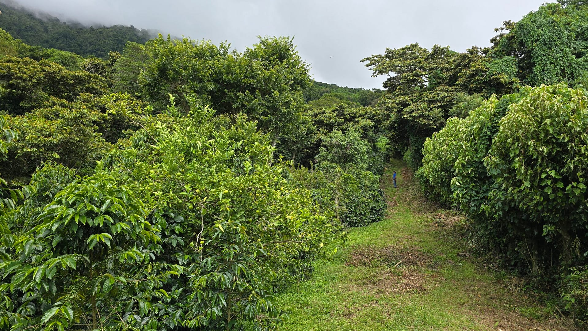 Sāba torréfaction - Caféiers Sulfura Salvador