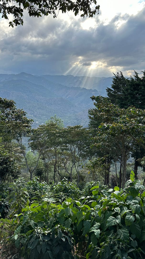 Sāba torréfaction - Paysage Salvador Sulfura