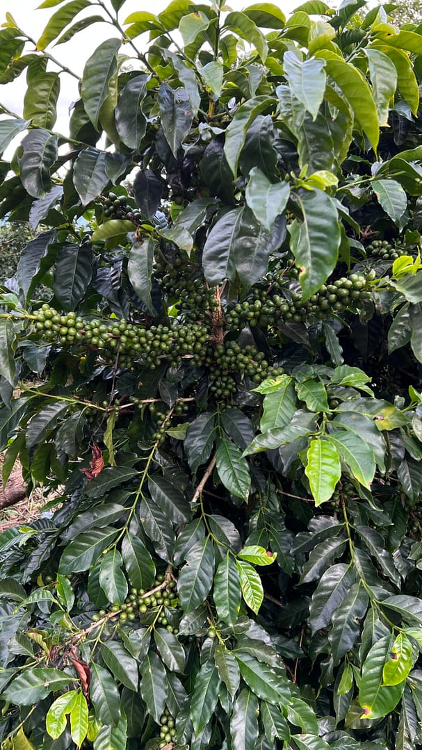 Sāba torréfaction - Cerises vertes Sulfura Salvador