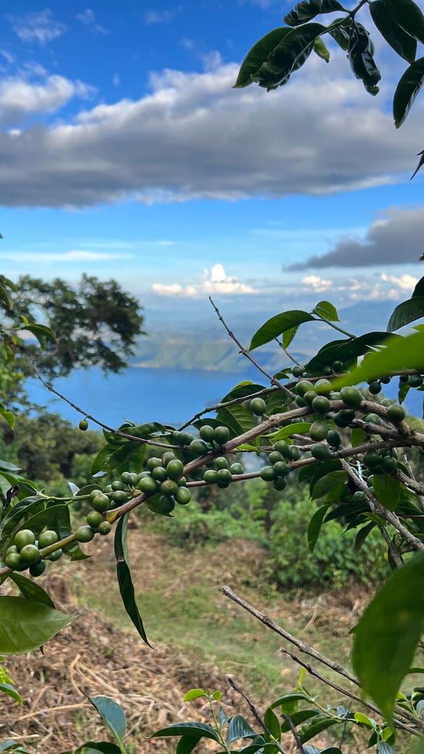 Sāba torréfaction - Récolte Sulfura Salvador