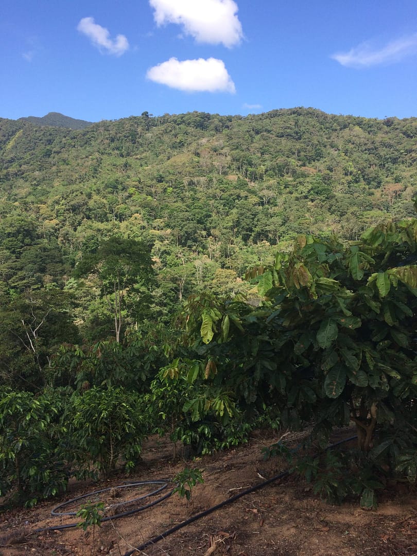 Sāba torréfaction - plantation AYNIY - Bolivie